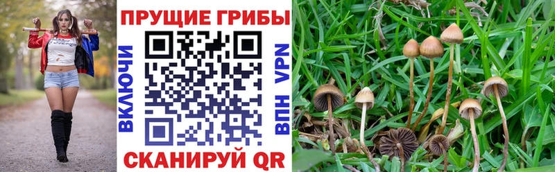 Псилоцибиновые грибы Cubensis  как найти закладки  Называевск 